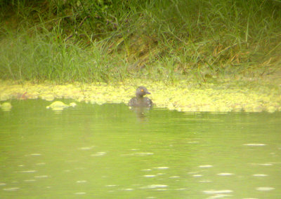 Least Grebe