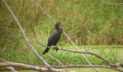 Neotropic Cormorant