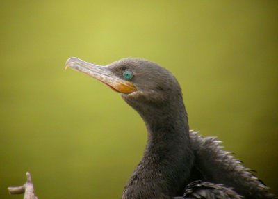 Neotropic Cormorant