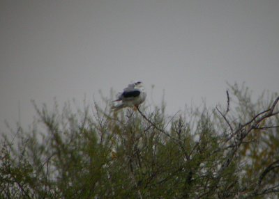 White-tailed Kite