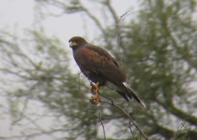 Harris' Hawk