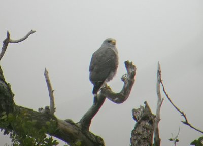 Gray Hawk  (adult)