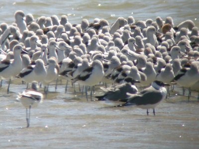 American Avocets