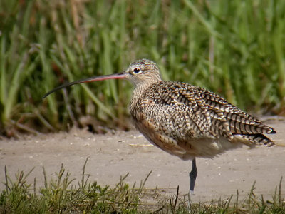 Long-billed Curlew