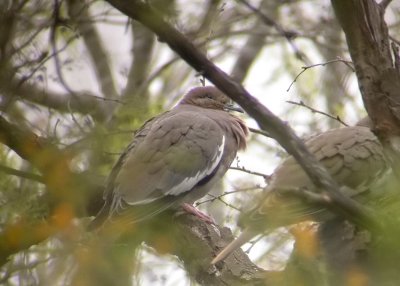 White-winged Dove