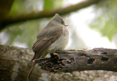 Greater Pewee