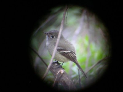 Hammond's Flycatcher