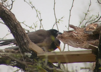 Brown Jays