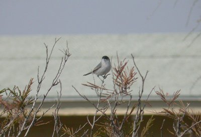 Black-tailed Gnatcatcher