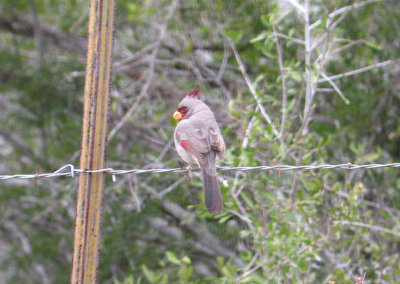 Pyrrhuloxia