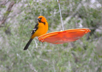 Altamira Oriole