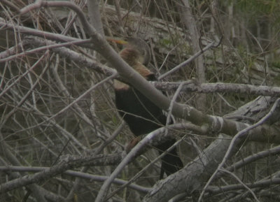 Anhinga