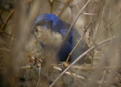 Blue Bunting