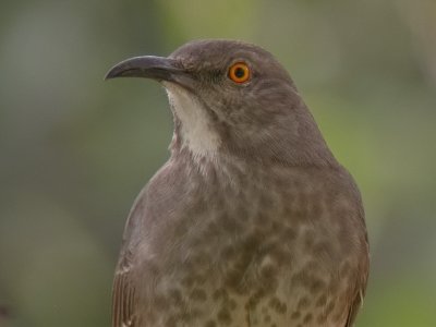 Cuckoo-shrikes To Mimids