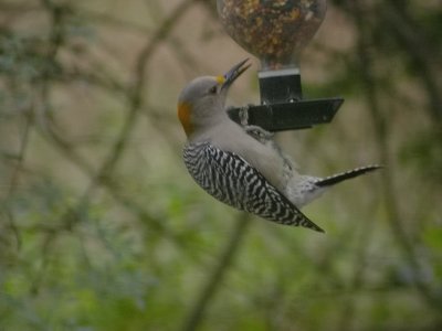 Golden-fronted Woodpecker