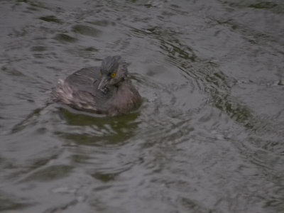 Least grebe