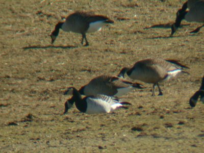 Barnacle Goose