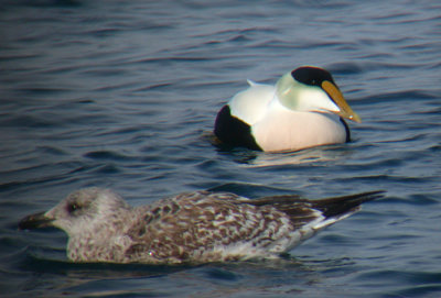 Common Eider & Great Black-backed Gull