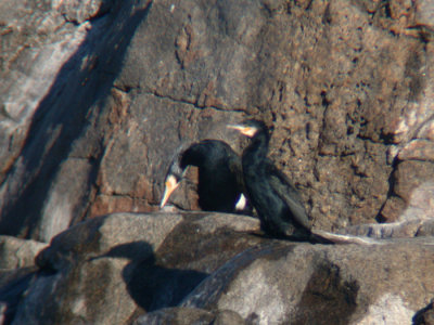 Great Cormorants