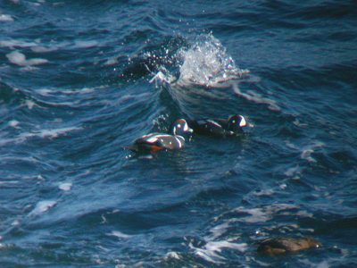 Harlequin Ducks