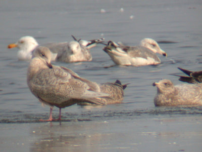 Iceland Gull