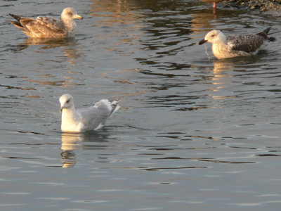 Iceland Gull