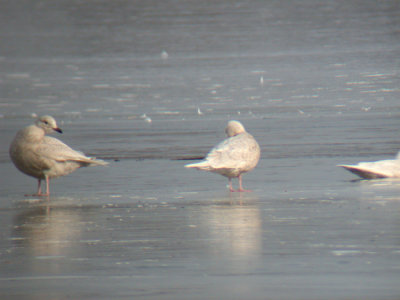 Iceland Gulls