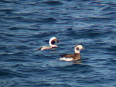 Long-tailed Duck