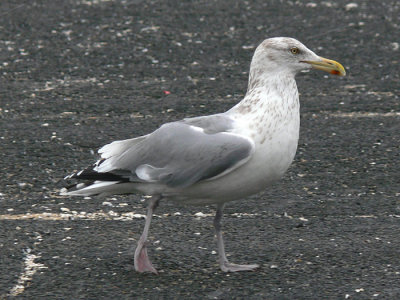 American Herring Gull