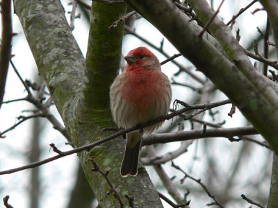 House Finch