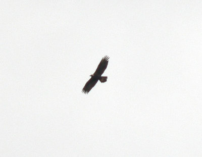 Golden Eagle