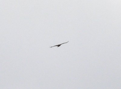 Golden Eagle