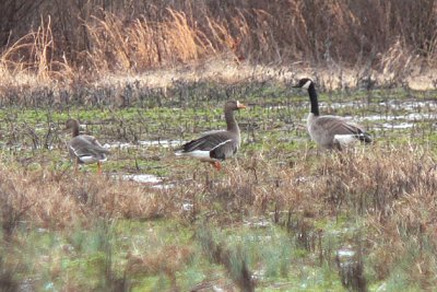 Greater White-fronted & Canada Geese