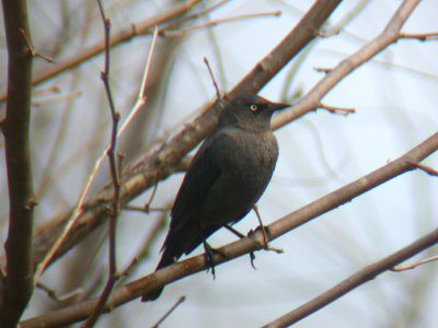 Rusty Blackbird