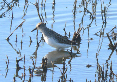 Semipalmated Sandpiper