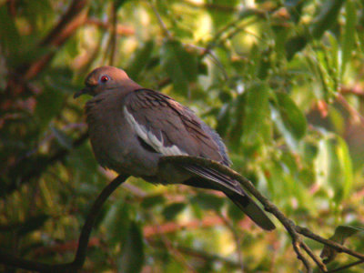 White-winged Dove; McKenzie, TN