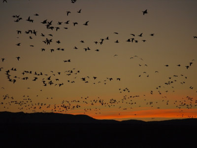Bosque del Apache
