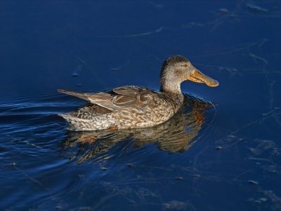 P2102664_lr.jpg