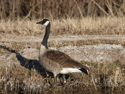 P2112984_lr.jpg