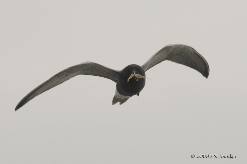BlackTern8417_ps.jpg
