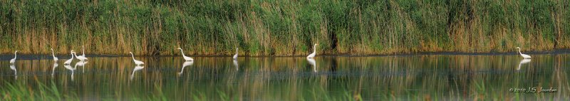 GreatEgret_compb.jpg