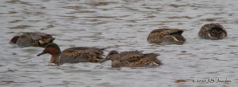 GreenwingedTeal9047b.jpg