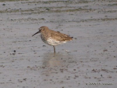 Dunlin9731b.jpg