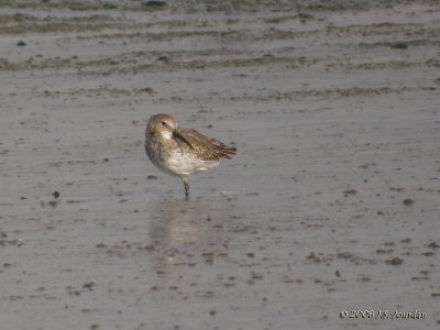 Dunlin9735b.jpg