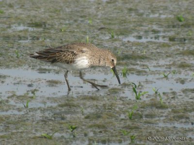 Dunlin9788b.jpg