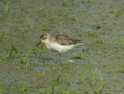 SemipalmatedSandpiper9822b.jpg