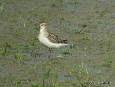 SemipalmatedSandpiper9824b.jpg
