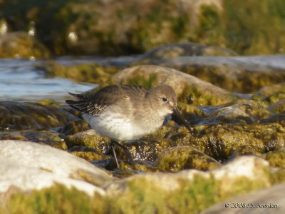 Dunlin0004b.jpg