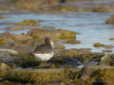 Dunlin0028b.jpg