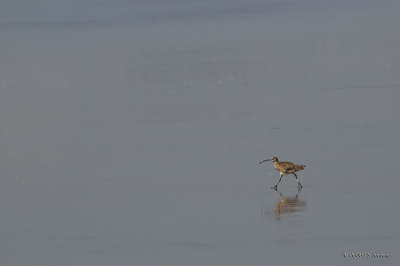 074Whimbrel1450b.jpg